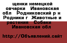 щенки немецкой овчарки - Ивановская обл., Родниковский р-н, Родники г. Животные и растения » Собаки   . Ивановская обл.